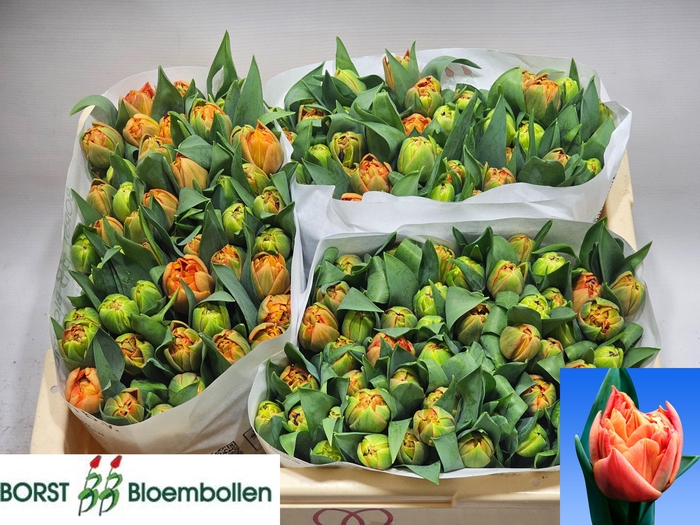 <h4>TU DU VALDIVIA</h4>