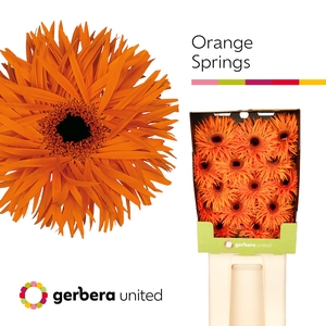 Gerbera Spider Orange Springs Diamond