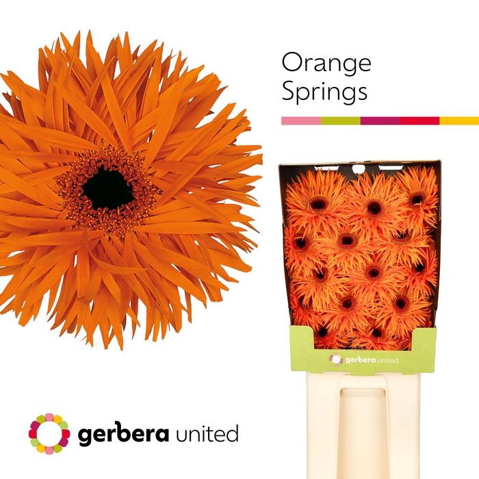 <h4>Gerbera Spider Orange Springs Diamond</h4>