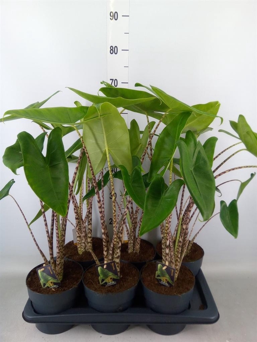 <h4>Alocasia zebrina</h4>