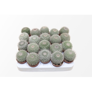 Mammillaria Hahniana