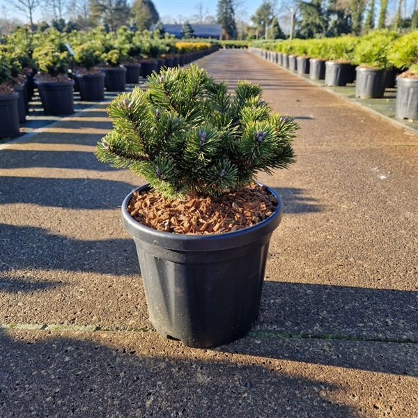 <h4>Pinus mugo 'Sherwood Compact'</h4>