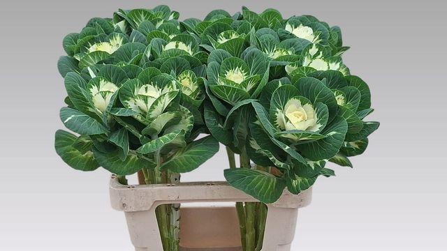 <h4>BRASS WHITE CRANE</h4>