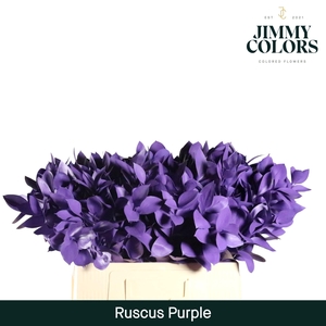 Ruscus L60 Klbh. Purple