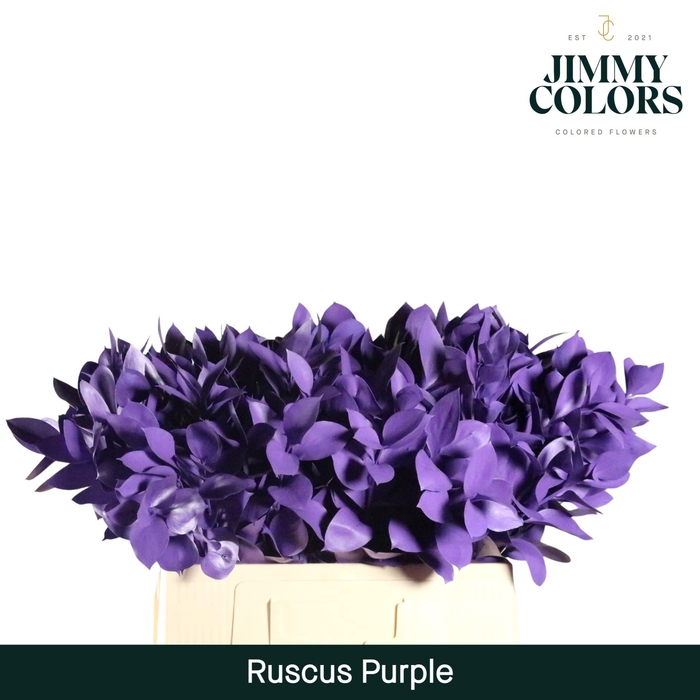 <h4>Ruscus L60 Klbh. Purple</h4>