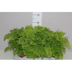 Adiantum Ra Fragrans