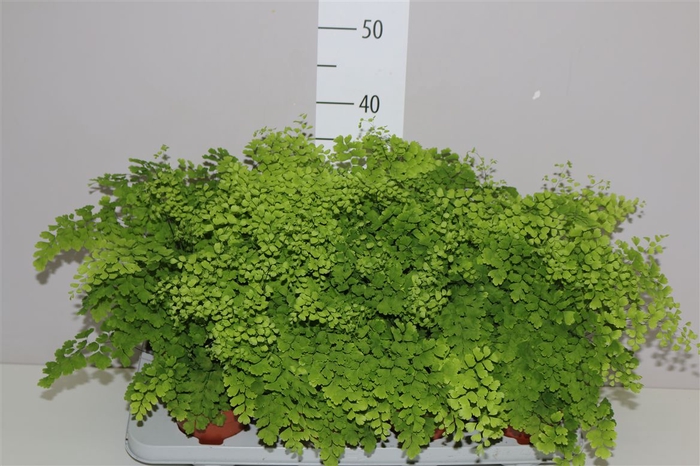 <h4>Adiantum Ra Fragrans</h4>