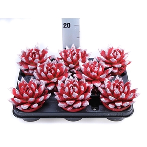 Echeveria  'Miranda'