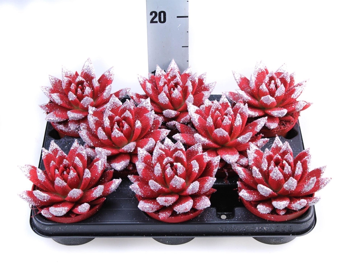 <h4>Echeveria  'Miranda'</h4>