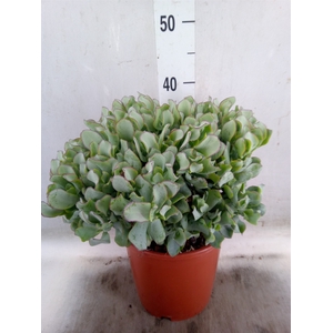 Crassula arborescens 'Curly'
