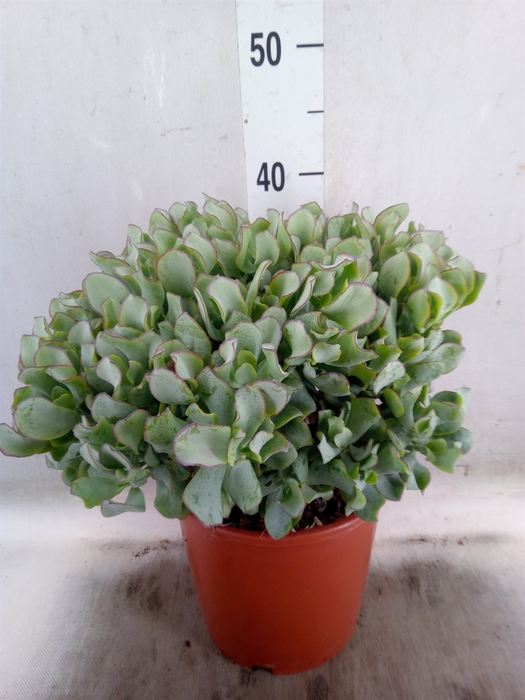 <h4>Crassula arborescens 'Curly'</h4>
