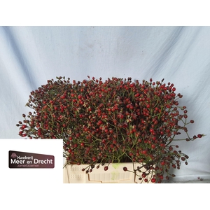 ROSA MAG RED CASCADE