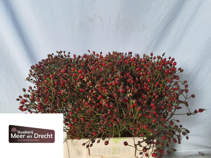 <h4>ROSA MAG RED CASCADE</h4>