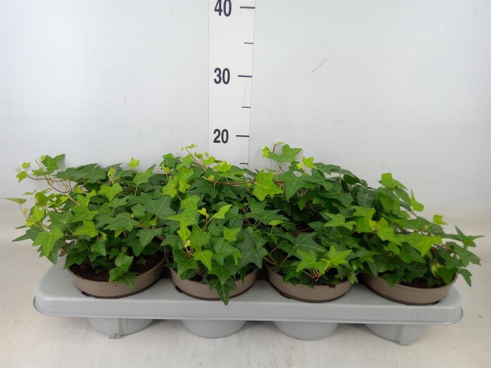 <h4>Hedera helix 'Pittsburgh'</h4>