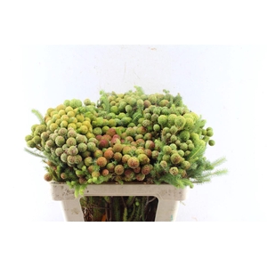 Kaaps Berz Galpinii Baubles