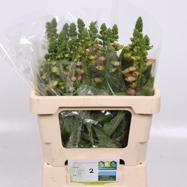 <h4>DIGI PURPUREA</h4>