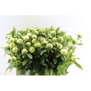 Paeonia L Duches D Nemo