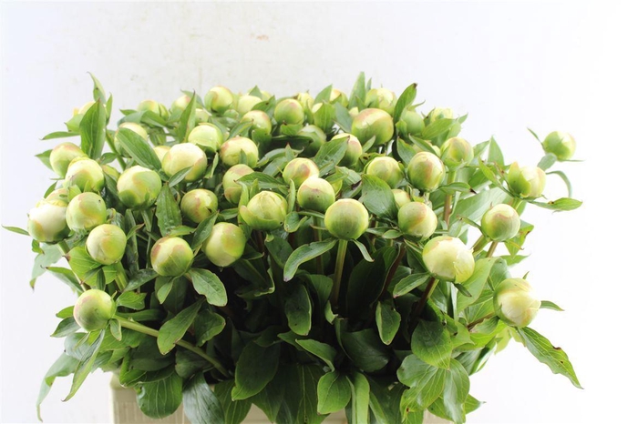 <h4>Paeonia L Duches D Nemo</h4>