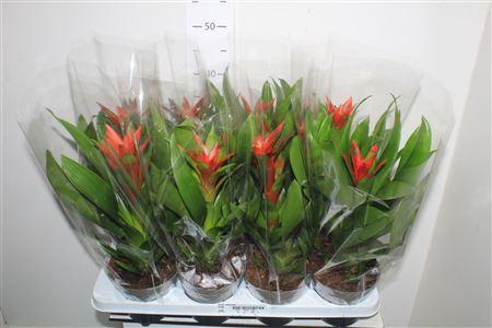 <h4>Guzm Amoretto</h4>