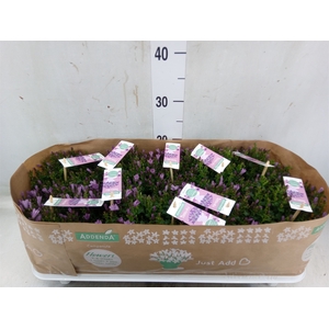 Campanula  'Ambella Pink'