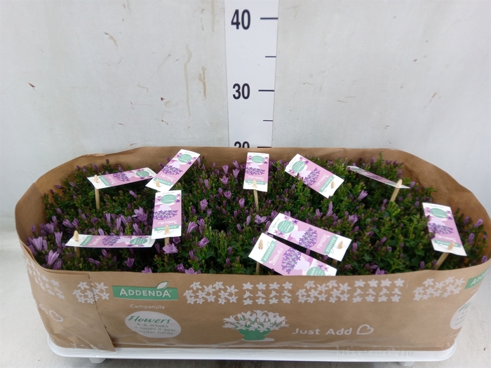 <h4>Campanula  'Ambella Pink'</h4>