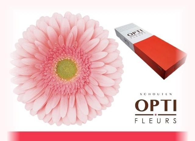 <h4>GE GR ROMELLA</h4>