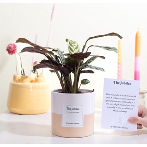 Ctenanthe Burle Marxii Gift