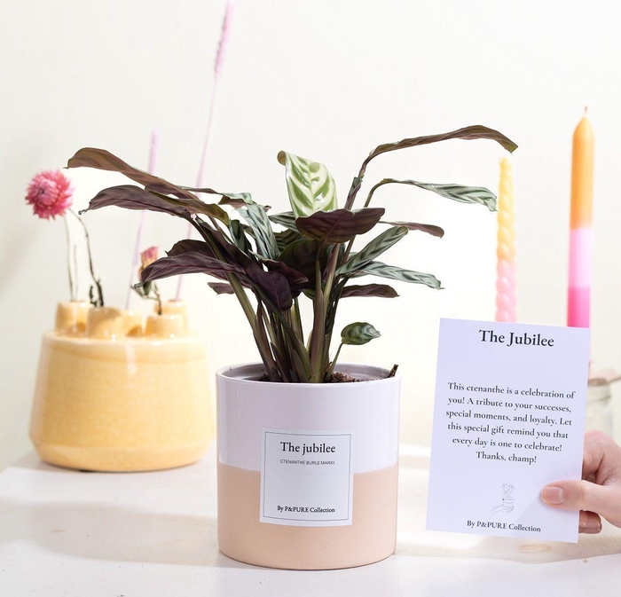 <h4>Ctenanthe Burle Marxii Gift "The jubilee" WITH GREETING CARD!</h4>