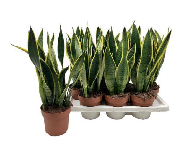 <h4>SANSEV LAURENTII</h4>