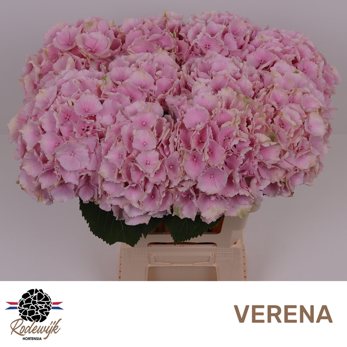 <h4>HYDR M CH VERENA</h4>