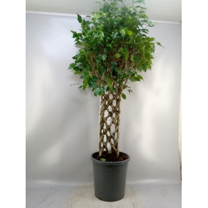 Ficus benja.   ...special shapes