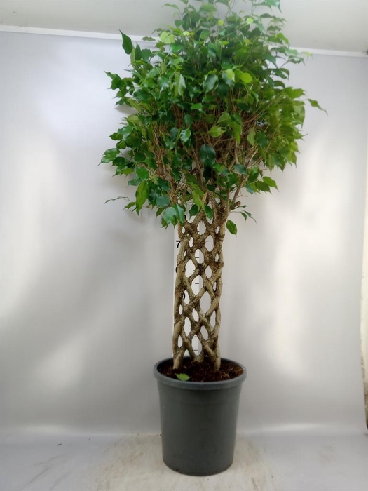 <h4>Ficus benja.   ...special shapes</h4>
