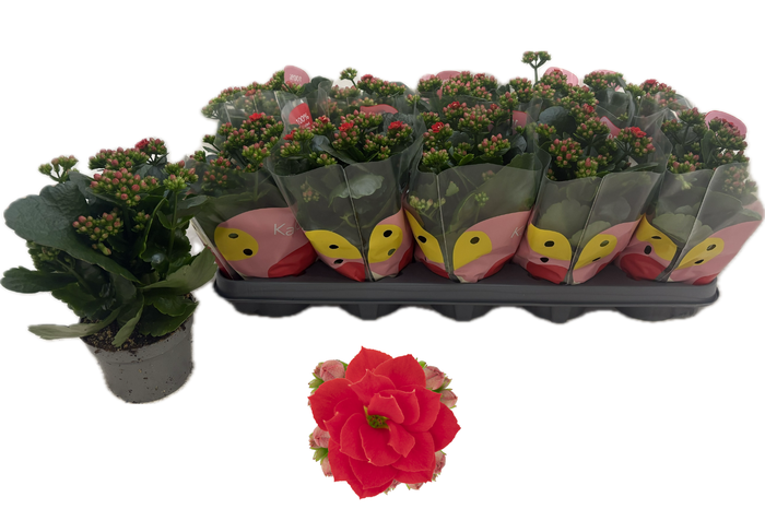 <h4>KAL GE RF NOELLE</h4>