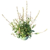 Gaura Whirling Butterf