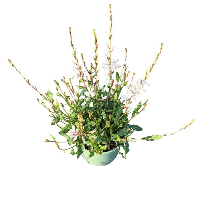 Gaura Whirling Butterf