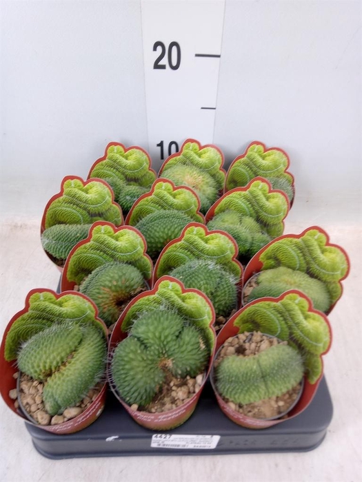 <h4>Mammillaria</h4>