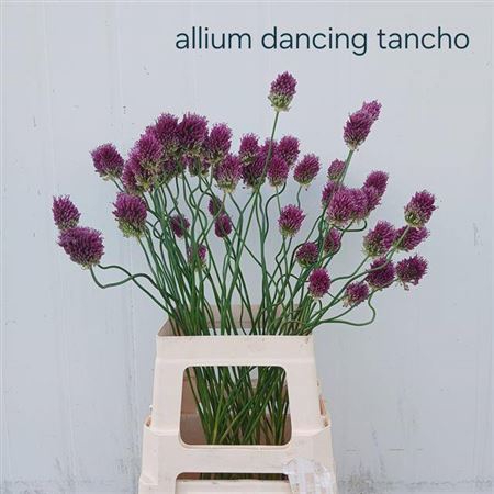 <h4>Allium Tango</h4>