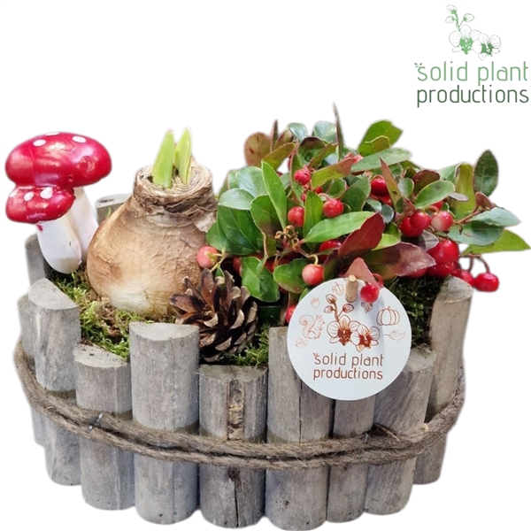 <h4>AOH003 Amaryllis O Bologna Small Grey</h4>