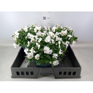 Viola corn. 'Evo Mini White'