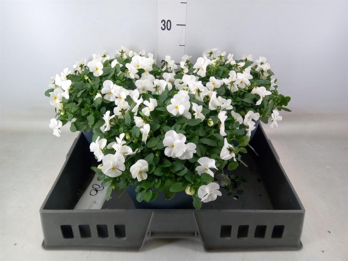 <h4>Viola corn. 'Evo Mini White'</h4>