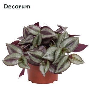 Tradescantia zebrina 'Violet Hill' 12 cm