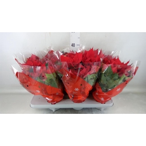 Euphorbia pulc. 'Christ Universe'