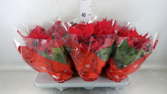 <h4>Euphorbia pulc. 'Christ Universe'</h4>