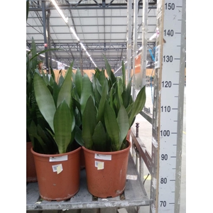 Sansevieria trifa. 'Moonshine'