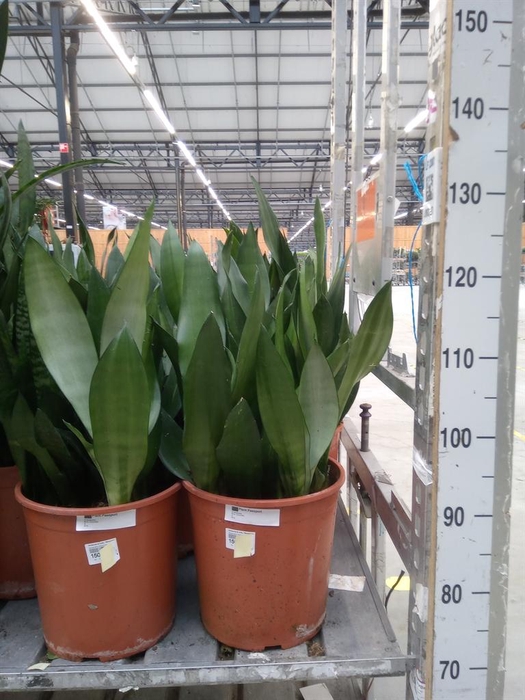 <h4>Sansevieria trifa. 'Moonshine'</h4>