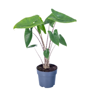 ALOC ZEBRINA