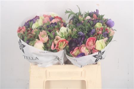 <h4>Anemone Levante Mixed In The Bunch</h4>