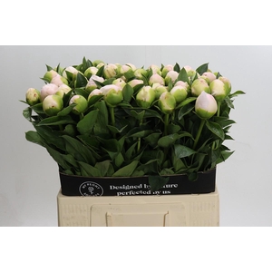 Paeonia Princess Bride