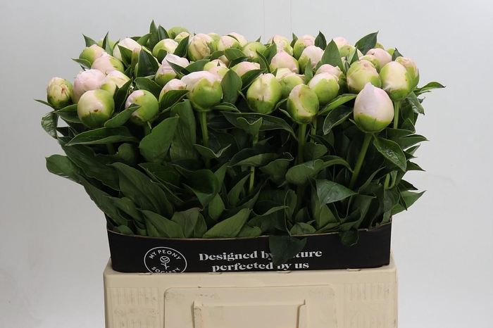 <h4>Paeonia Princess Bride</h4>