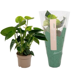 Anthurium (Andreanum Grp) Smaragd